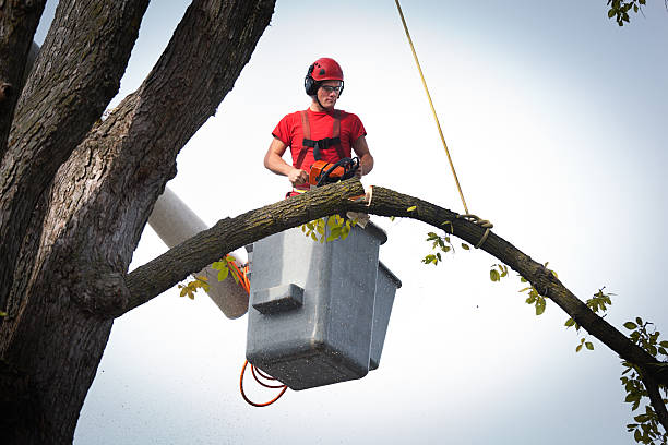 Reliable Santa Rosa, TX  Tree Services Solutions